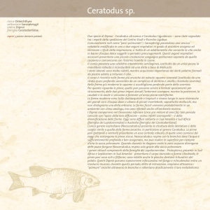 Ceratodus sp (PDF 407 KB)
