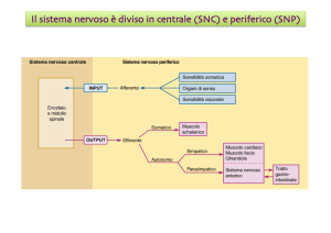 Il sistema nervoso è diviso in centrale (SNC) e periferico (SNP)