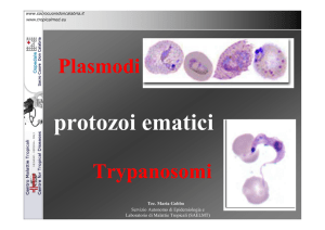 protozoi ematici