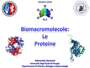 Proteine - Dipartimento di Chimica, Biologia e Biotecnologie