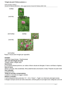 Trifoglio dei prati (Trifolium pratense L.)