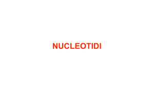1-Nucleotidi ed acidi nucleici