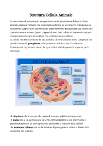 Cellula animale e tessuti animali