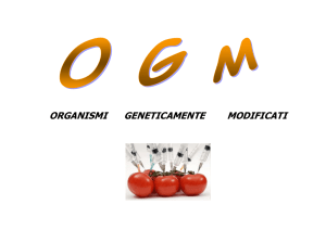 organismi geneticamente modificati
