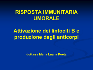 Fasi della risposta immunitaria umorale