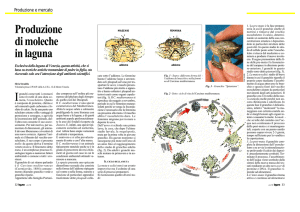 Produzione di moleche in laguna - Istituto Veneto di Scienze Lettere