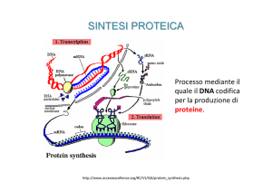 Introduzione alla sintesi proteica