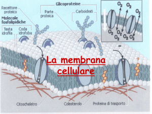 membrana cellulare