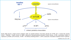 schema-leucina