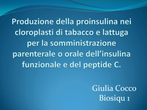 Produzione a basso costo della proinsulina nel cloroplasto di