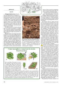 Come raccogliere e conservare la cicoria Pan di zucchero