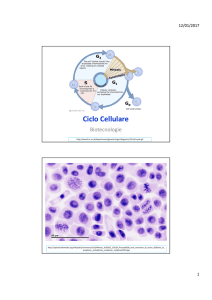 Diapositive sul ciclo cellulare