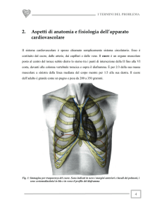 Aspetti di Anatomia e Fisiologia dell`Apparato Cardiovascolare ( PDF )