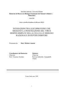 interazioni tra glicoproteine che mediano la penetrazione del virus