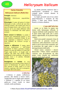 Helicrysum italicum - Piante spontanee in cucina