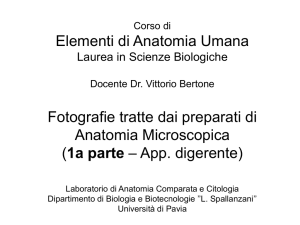 Diapositiva 1 - Università di Pavia