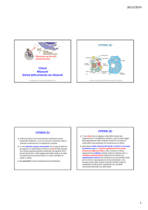 Diapositive su citosol, ribosomi e sintesi proteica