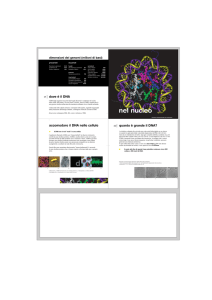 pdf - La doppia elica del DNA 50 anni dopo