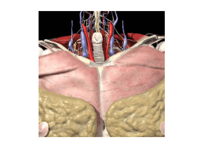 Anatomia cardiovascolare