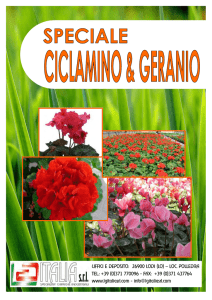 speciale ciclamino - geranio