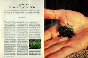 La genetica dello sviluppo del fiore