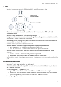 meiosi I e meiosi II - Home page di Giampiero Meneghin