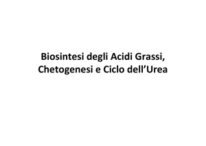 LEZ 11 Biosintesi acidi grassi Chetogenesi e Ciclo dellUrea