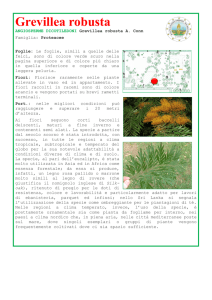 Grevillea robusta - IIS “San Benedetto”