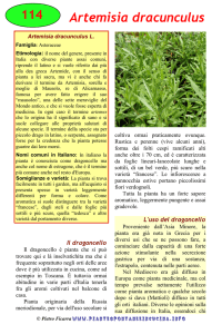 Artemisia dracunculus - Piante spontanee in cucina