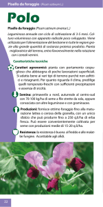 Pisello da foraggio (Pisum sativum L.)