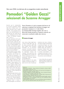 Pomodori “Golden Gazzi”
