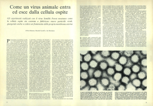 Come un virus animale entra ed esce dalla cellula ospite