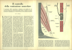 Il controllo della contrazione muscolare