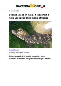 Evento unico in Italia, a Ravenna è nato un coccodrillo nano africano