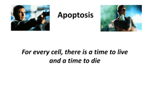 Apoptosi File