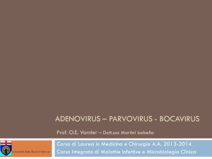adenovirus – parvovirus - bocavirus
