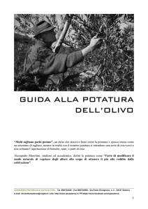 guida alla potatura dell`olivo