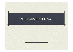 western blotting - Progetto e