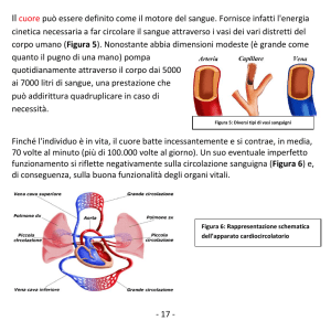 17 - Il cuore può essere definito come il motore del sangue