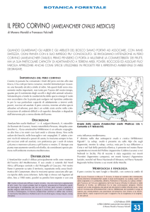 Amelanchier ovalis - Home page ProVerde