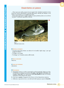 Osserviamo un pesce - Istituto Italiano Edizioni Atlas