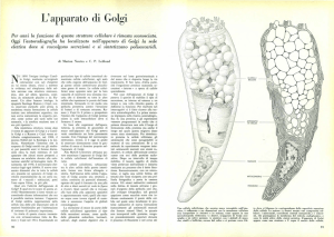 L`apparato di Golgi