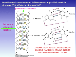 I due filamenti complementari del DNA sono antiparalleli: uno è in
