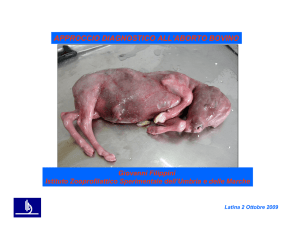 Approccio diagnostico dell`aborto bovino, G. Filippini