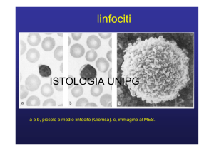 linfociti - Altervista