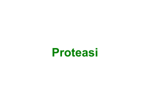 Asp proteasi