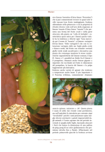 56 sico limone fiorentino (Citrus limon “florentina”) che si può