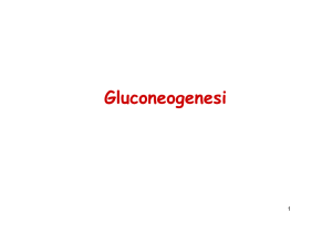 Gluconeogenesi
