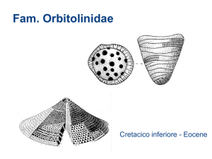 Fam. Orbitolinidae