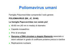 BIO-13-Lez 3b_Poliomavirus umani